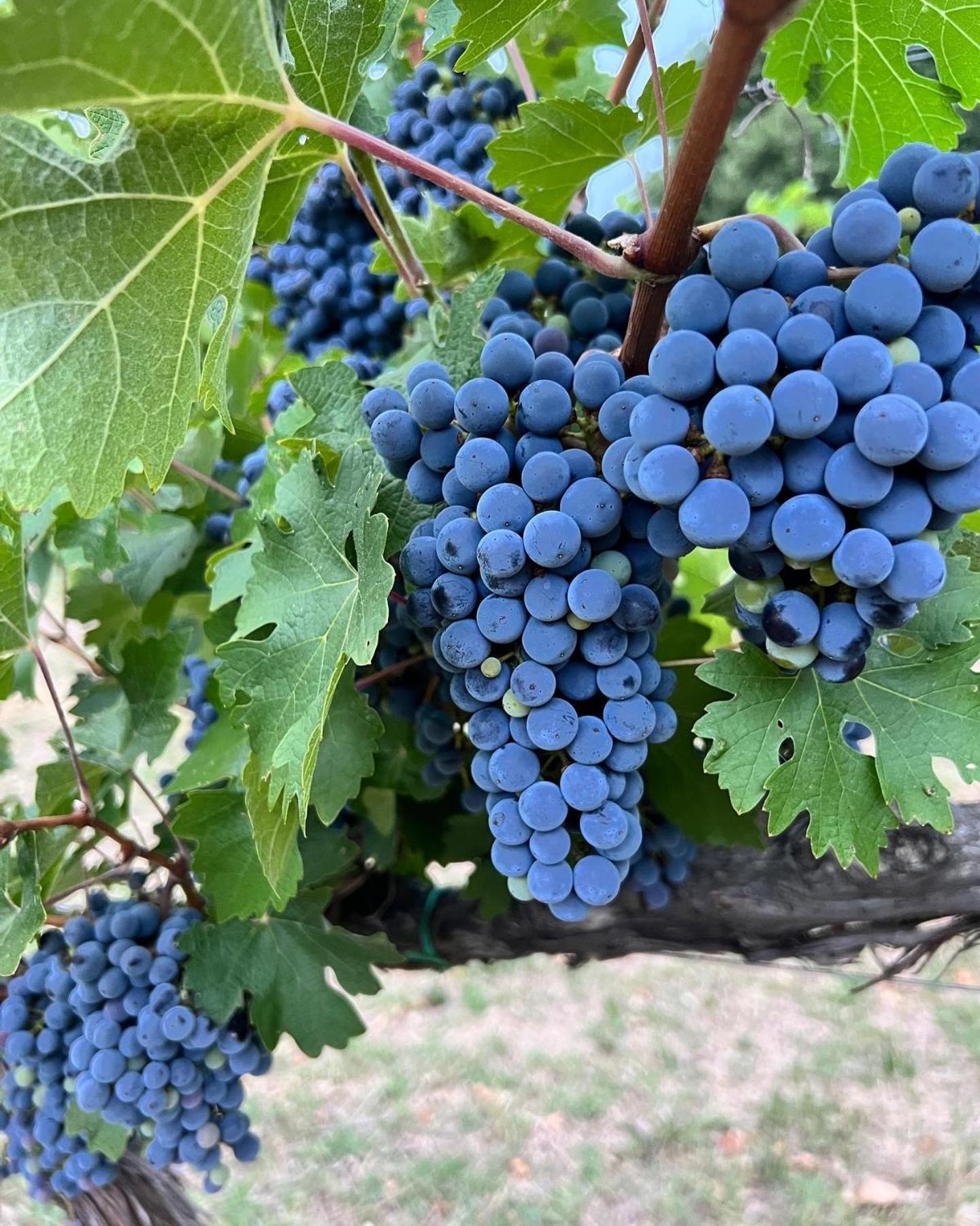 Agriturismo Podere La Fornace Landhaus *